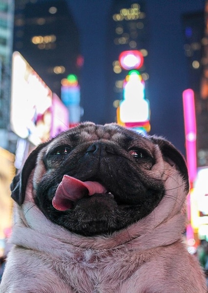 Doug the Pug photo