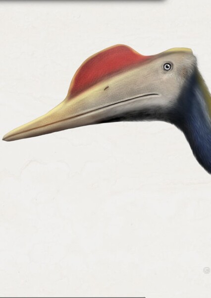 Douzhanopterus
