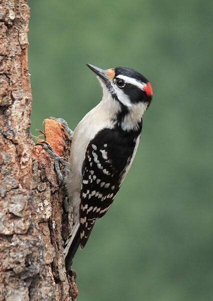 Downy Woodpecker