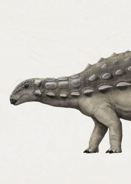 Dracopelta