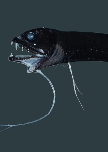 Dragonfish photo