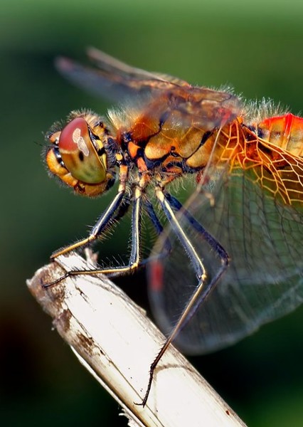 Dragonfly photo