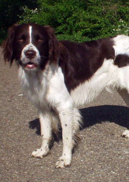 Drentse Patrijshond