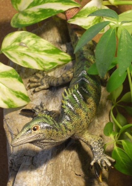 Drepanosaurus