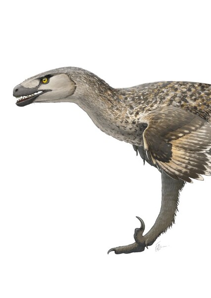 Dromaeosaurus