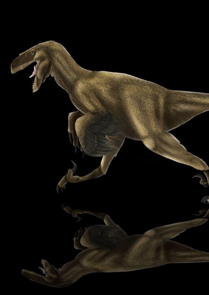 Dromaeosaurus photo