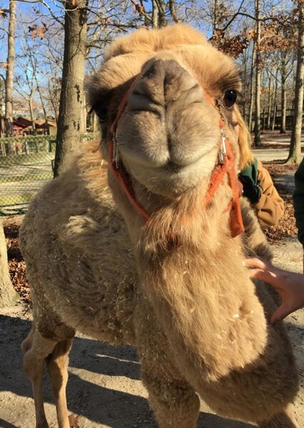 Dromedary Camel photo