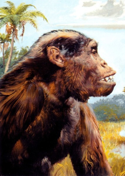 Dryopithecus photo