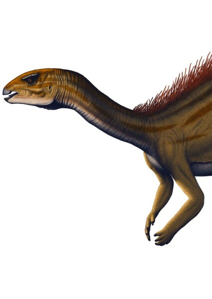 Dryosaurus photo