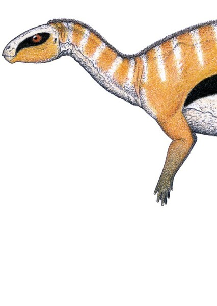 Dryosaurus photo