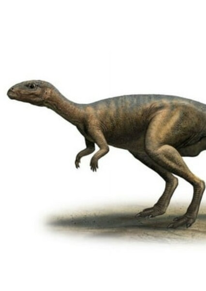 Dryosaurus photo