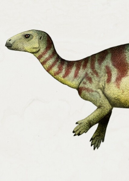 Dryosaurus photo