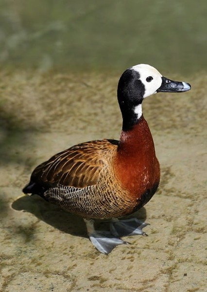 Duck photo