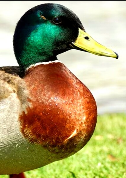 Duck photo
