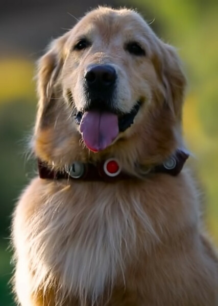 Dug (Up) photo