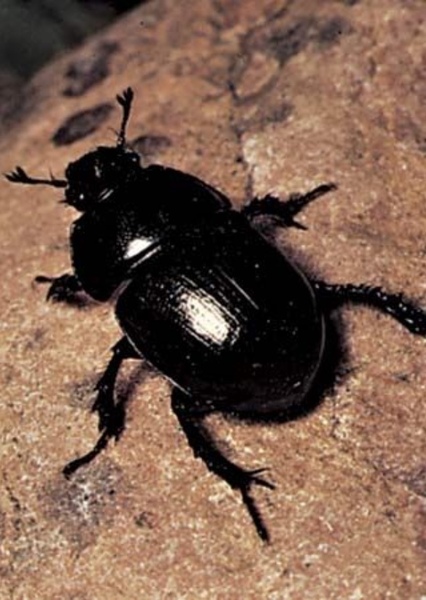 Dung Beetle