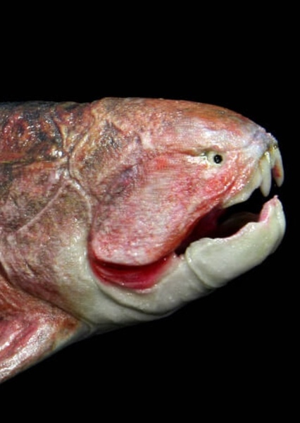 Dunkleosteus photo
