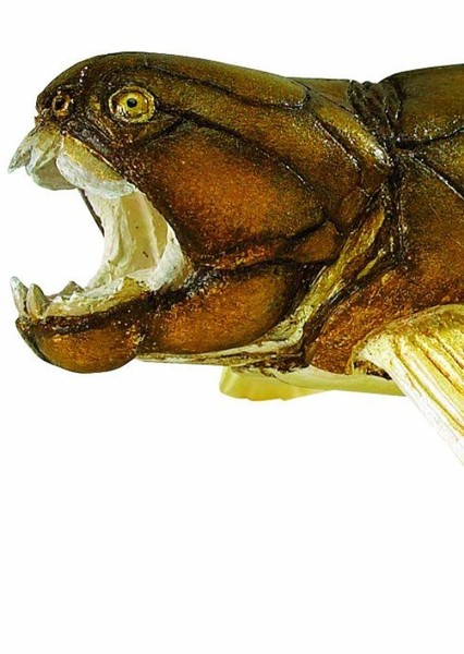 Dunkleosteus photo