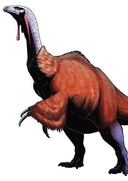 Duonychus