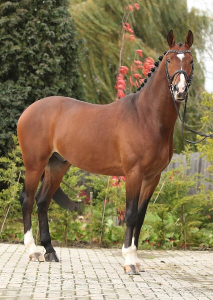 Dutch Warmblood