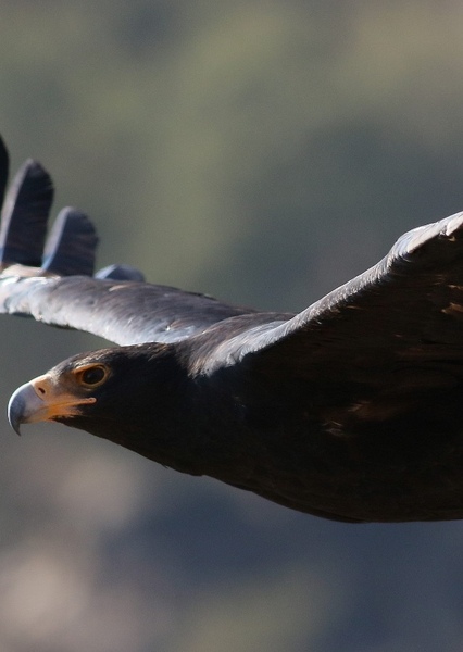 Eagle photo