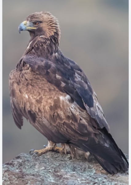 Eagle Sounds effects