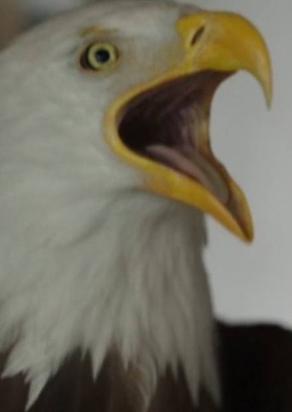 Eagly photo