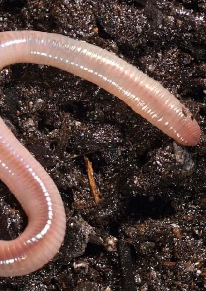 Earthworm