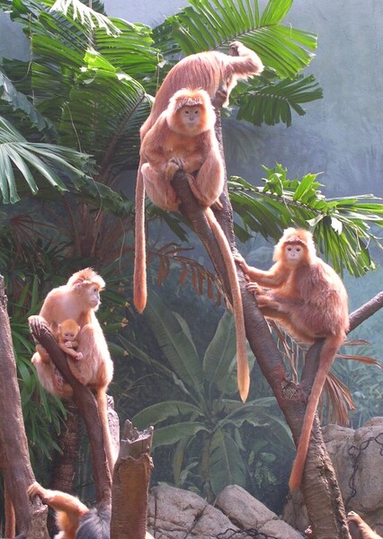 East Javan Langur