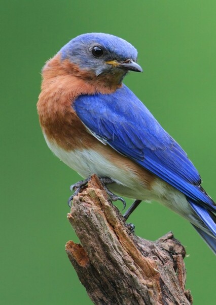 Eastern Bluebird