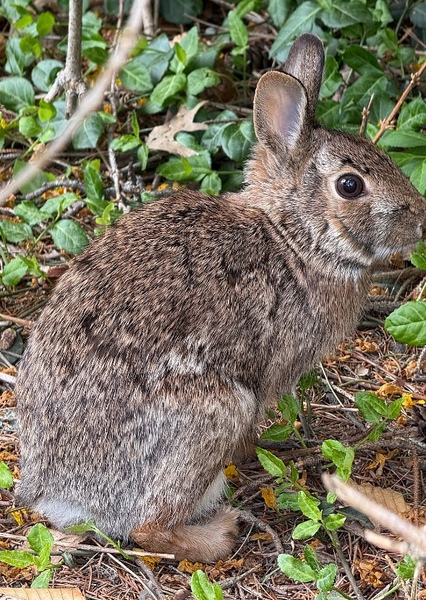 Eastern Cottontail Rabbit