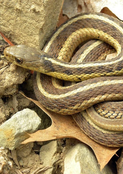 Eastern Garter Snake