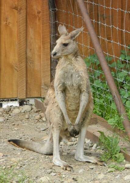 Eastern Grey Kangaroo