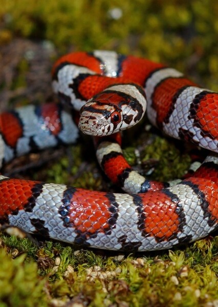 Eastern Milk Snake