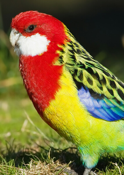 Eastern Rosella