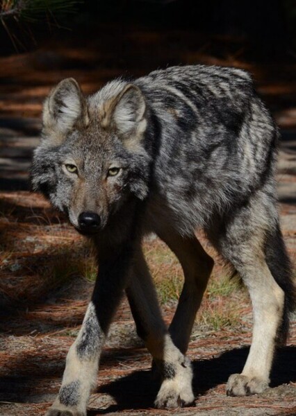 Eastern Wolf