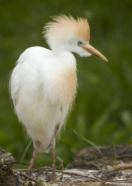 Egret photo