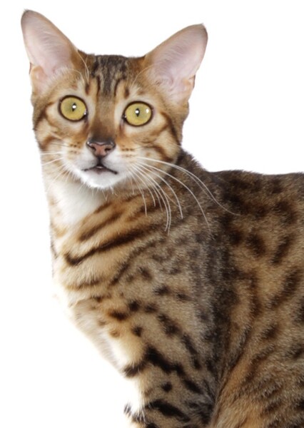 Egyptian Mau