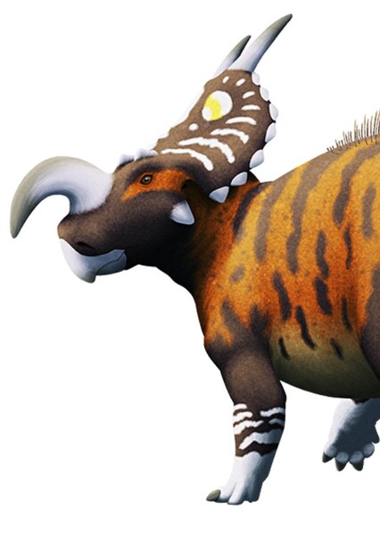 Einiosaurus photo