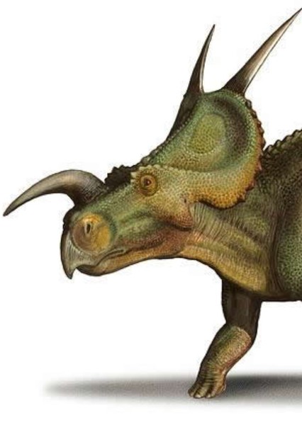 Einiosaurus photo