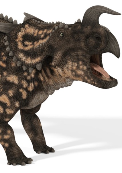 Einiosaurus photo