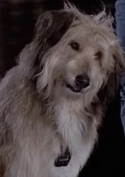 Einstein (Back to the Future)