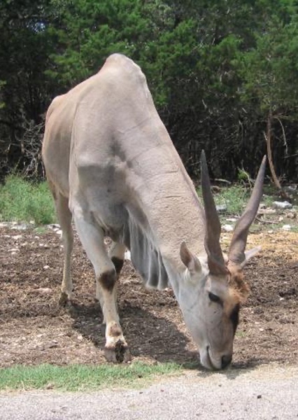 Eland (Antelope)