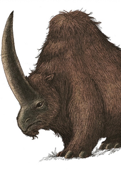 Elasmotherium photo