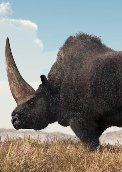 Elasmotherium photo