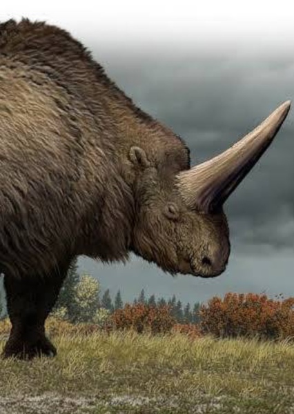 Elasmotherium photo