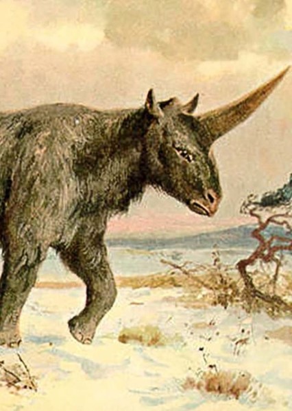 Elasmotherium photo