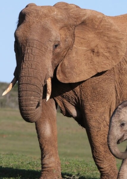 Elephant photo