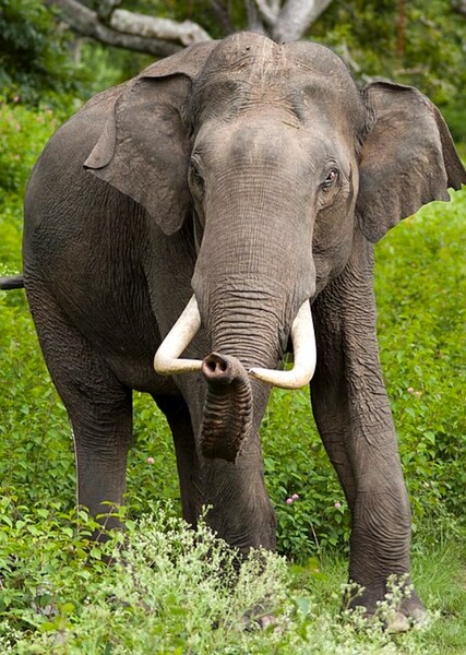 Elephant photo