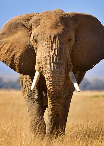 Elephant photo